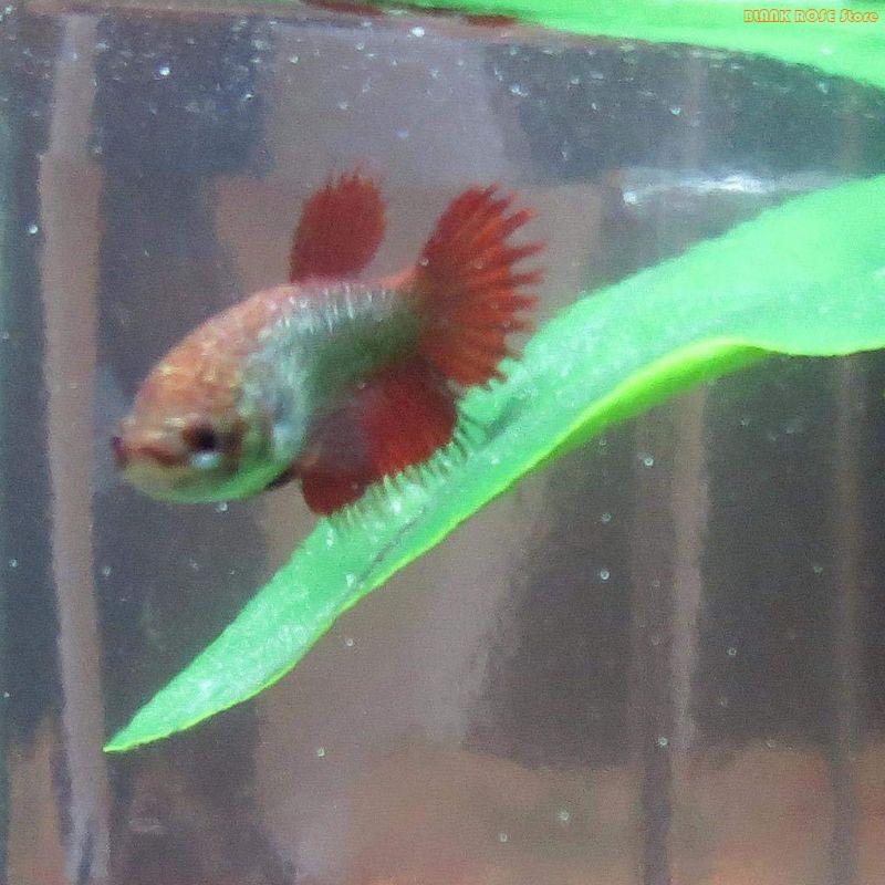 Aquarium Fish Beautiful - K1AE Aquariums Plant Decoratie Kunstmatige Huid