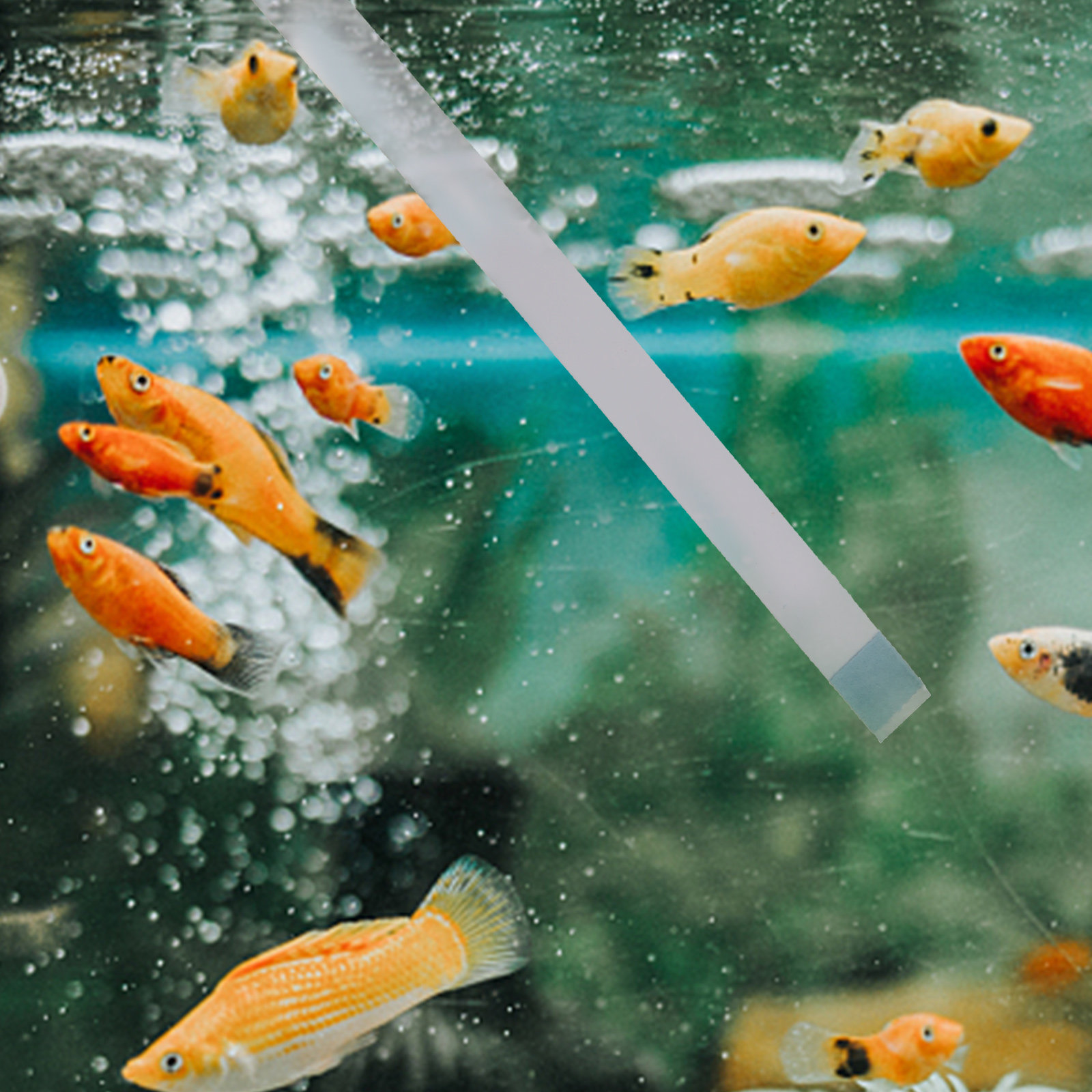 Aquarium Fish In Pond - Zwembadteststrips, hot tub spa pH-testers, vijverwater