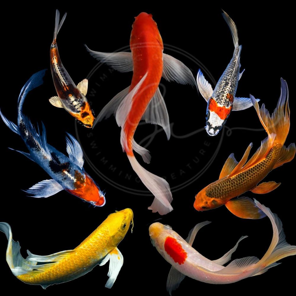 Diverse kleuren levende Koi vi - Aquarium Fish In Pond recensie en prijs
