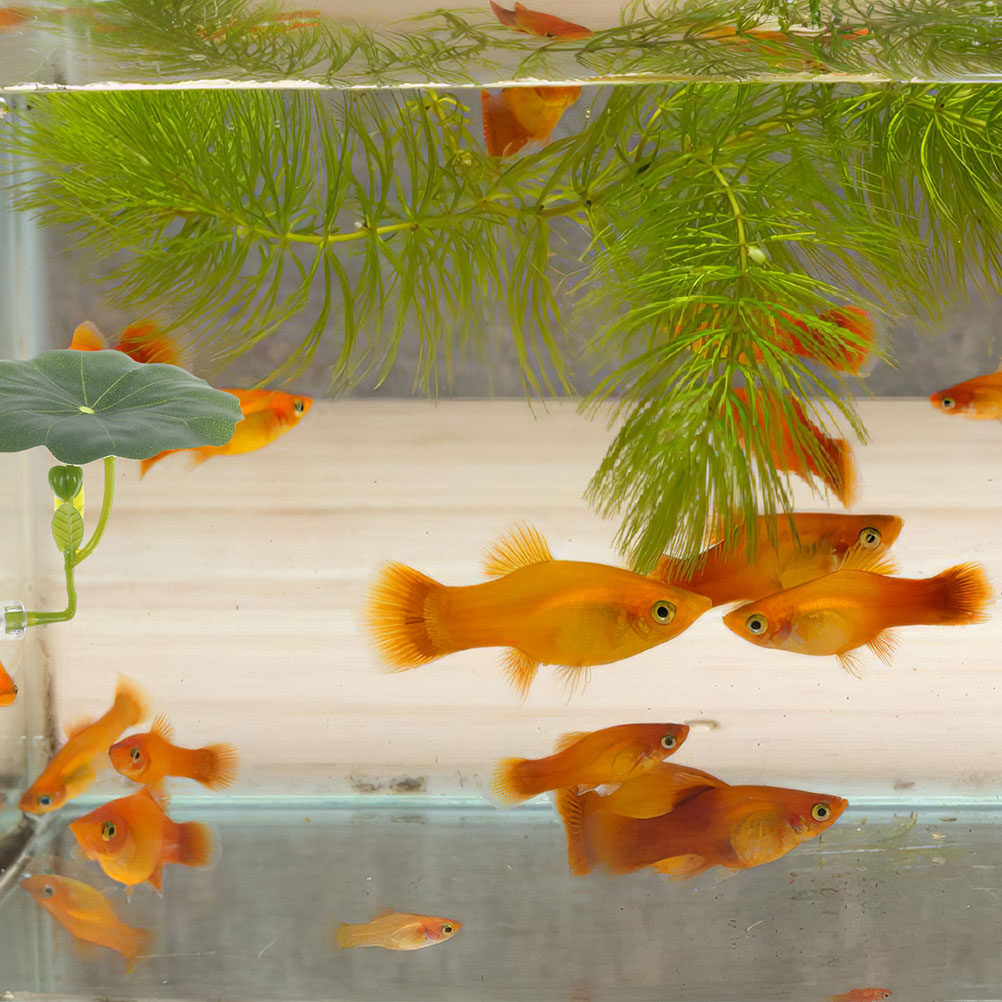 2 stuks premium simulatie lotu - Aquarium Fish Hiding Spot recensie en prijs