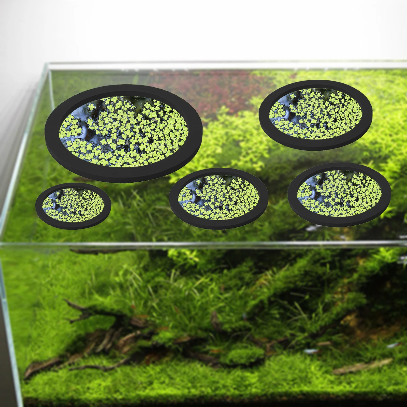5 stks EVA Vis Voeden Ring Aqu - Aquarium Fish In Pond recensie en prijs