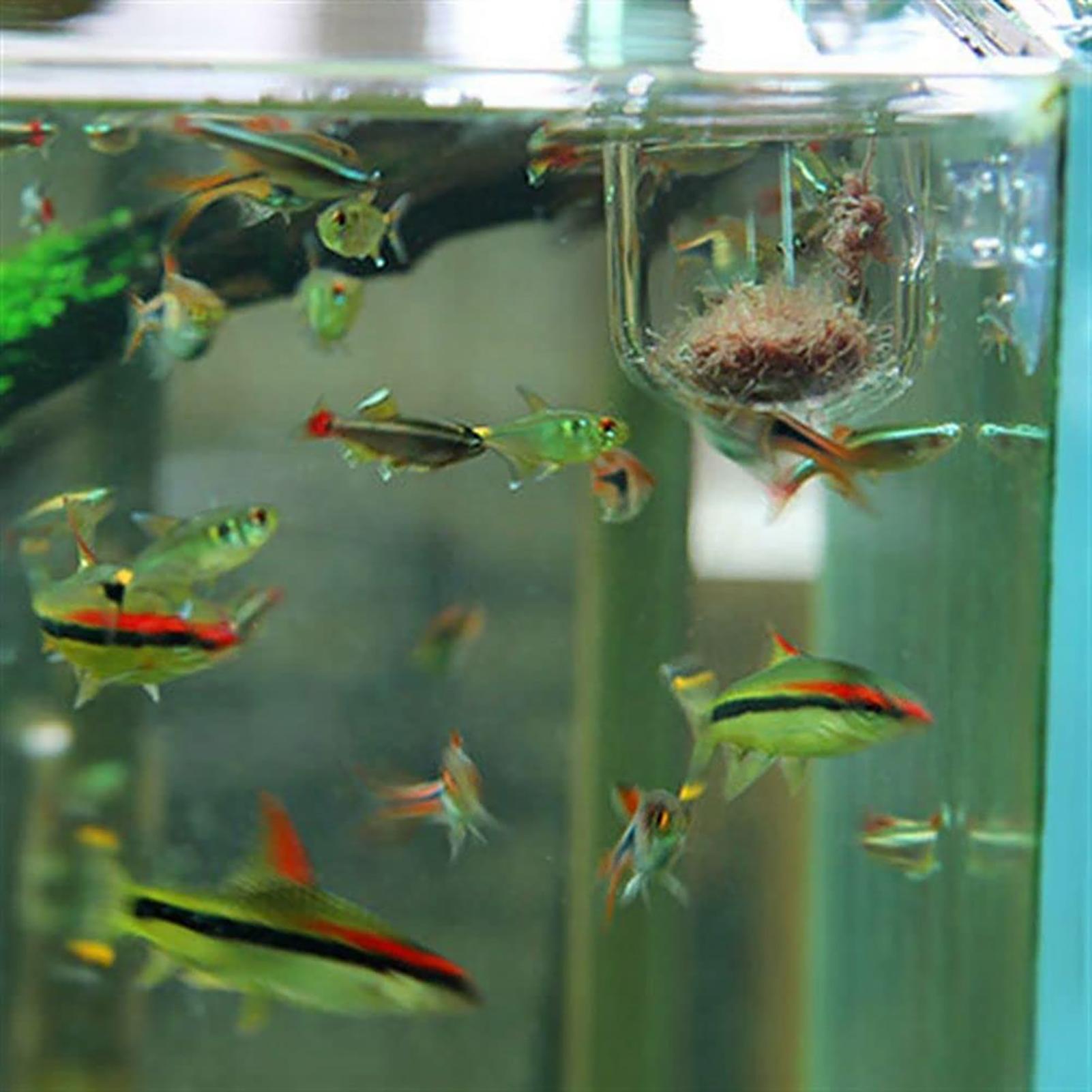Plantenhouder voor aquarium, t - Aquarium Fish Beautiful recensie en prijs
