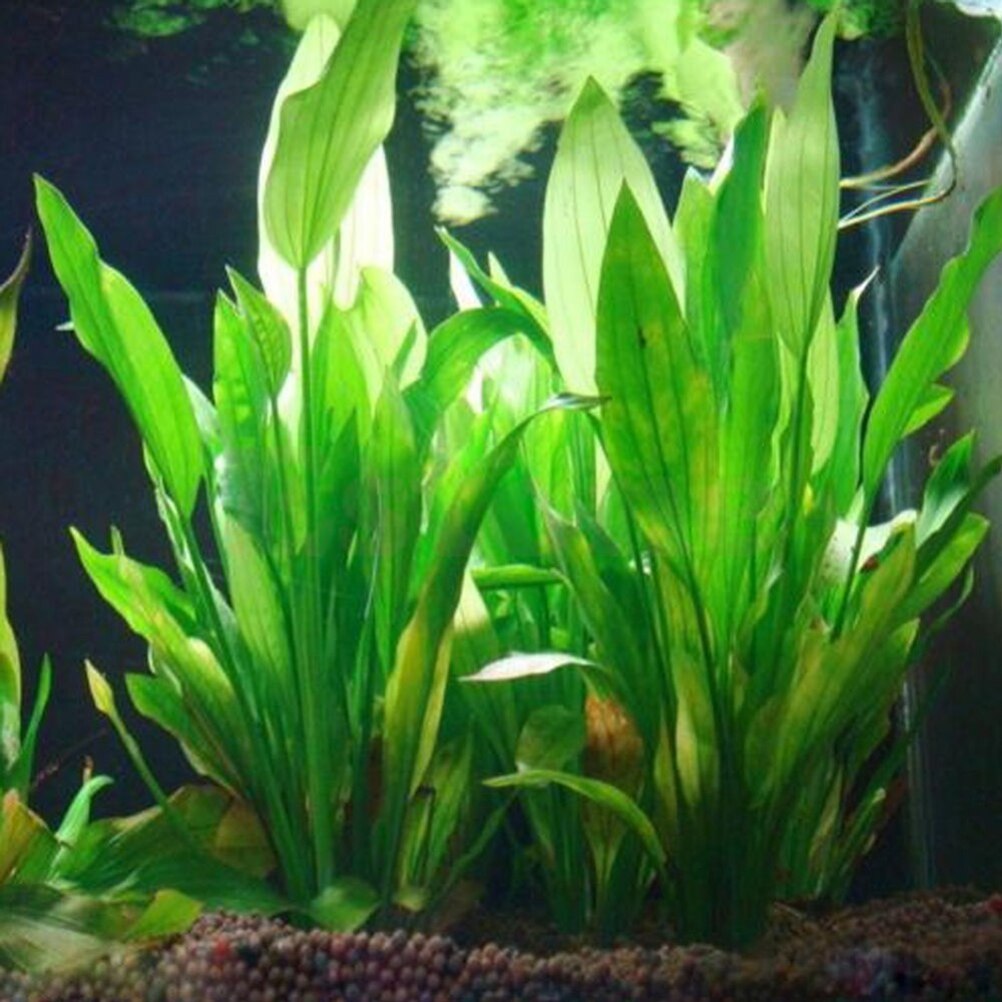 15 cm Kunstmatige Aquarium Dec - Aquarium Fish Cartoon recensie en prijs